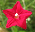 Cardinal Climber Seeds - 50+ Hummingbird Vine Seeds, Rare Flower Blooms, Ipomoea x multifida, Free Shipping USA