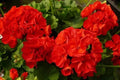 Red Geranium Seeds - 10 Pack - Pelargonium hortorum - USA Seller 2024