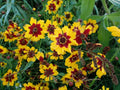 Coreopsis Seeds - Bulk Plains Coreopsis - Free Shipping - Wholesale (Coreopsis tinctoria)