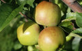 Newtown Pippin Apple Seeds - 25 Seeds for Garden Planting - Malus domestica - USA