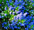 Ceanothus California Lilac 12" Live Plant Purple Fragrant Shrub Bush