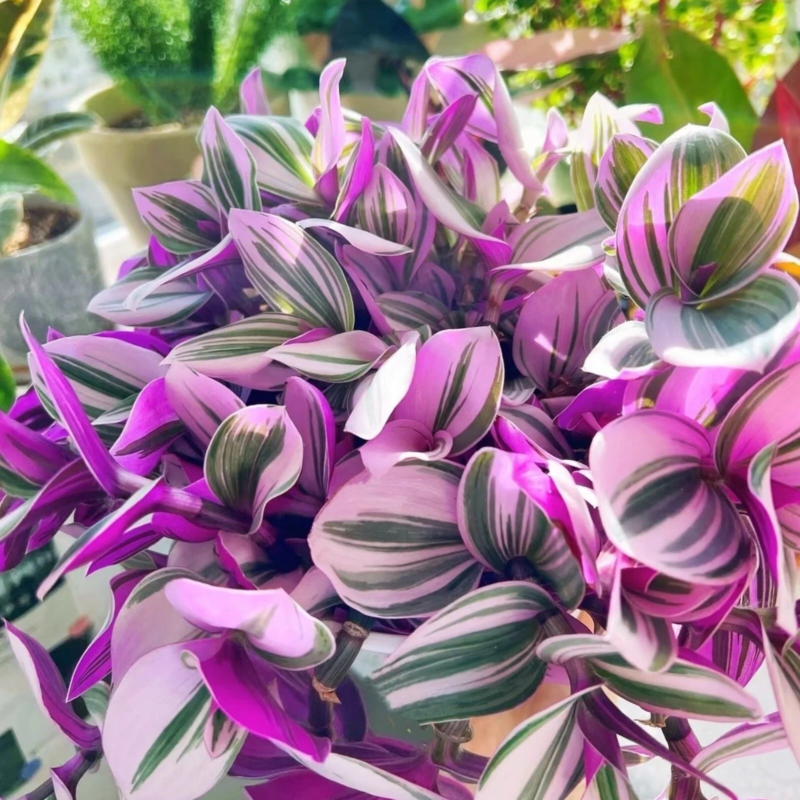 Tradescantia Nanouk Cuttings - 3 Unrooted 3”-4” Rare Pink Wandering Jew Houseplant - Indoor Plant Decor
