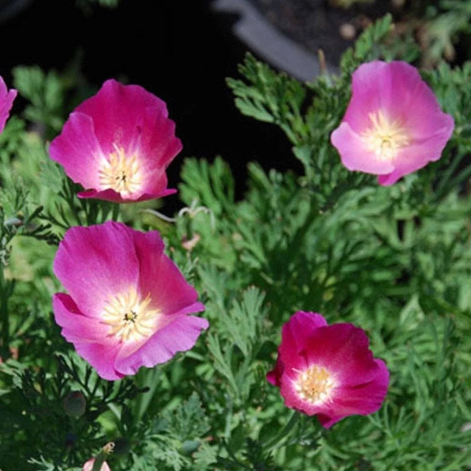 Purple Gleam California Poppy Seeds - 250+ Flower Seeds - Eschscholzia Californica - Perennial