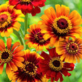 Zinnia Seeds | Bicolor Red Yellow Mexican Daisy | Sombrero Zinnia | 2025 Flower Seed