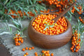 Seaberry Bush Seeds 100 Pack - Edible Variety - Hippophae rhamnoides