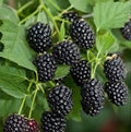 Bare Root Blackberry Plant Starter - Sweetie Pie Variety - Rubus Fruit - Non-GMO - 5 Plants - Fruit Shrub for Garden