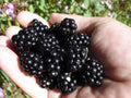 Organic Blackberry Seeds - 100 Count - Non-GMO, Home Grown, Very Sweet - Rubus fruticosus