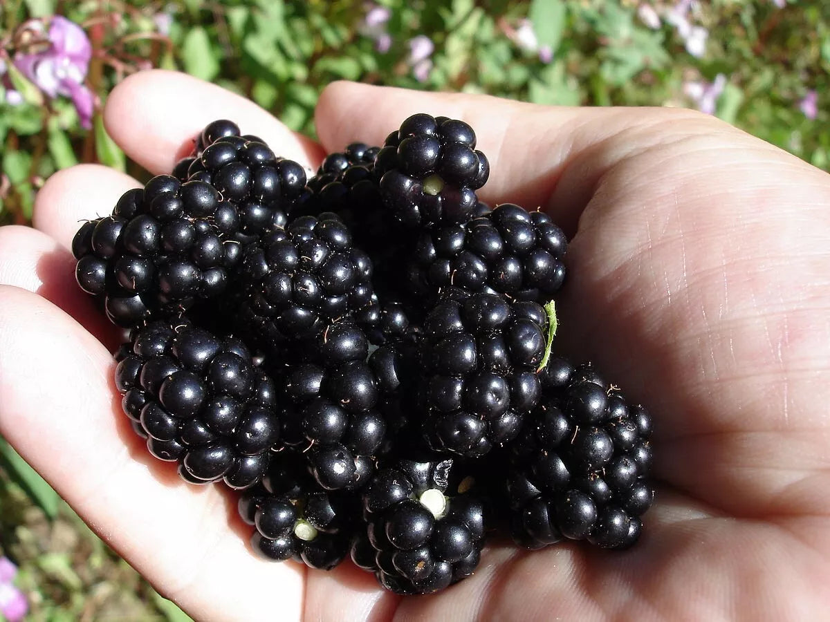 Organic Blackberry Seeds - 100 Count - Non-GMO, Home Grown, Very Sweet - Rubus fruticosus