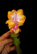 Rare Christmas Cactus Starter Plant - Golden "Bruxas Brasil" - Schlumbergera truncata