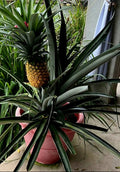 Sweet Pineapple Seeds 8+ Pack, Tropical Fruit, Ananas comosus, Freshly Harvested 09/2024