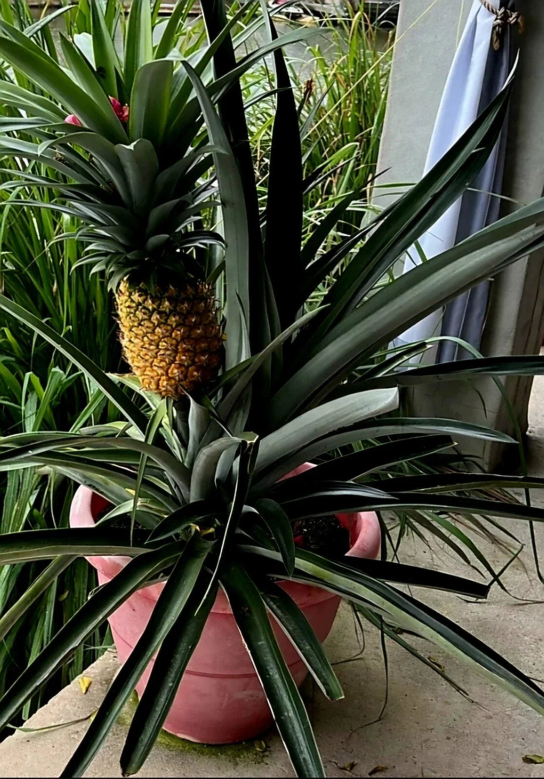 Sweet Pineapple Seeds 8+ Pack, Tropical Fruit, Ananas comosus, Freshly Harvested 09/2024