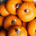 Small Sugar Pumpkin Seeds - Fresh Heirloom Variety - Ideal for Pies - Cucurbita pepo