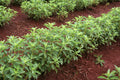 Stevia Herb Plant Seeds | 250 Seeds | Natural Sweetleaf Stevia | Stevia rebaudiana