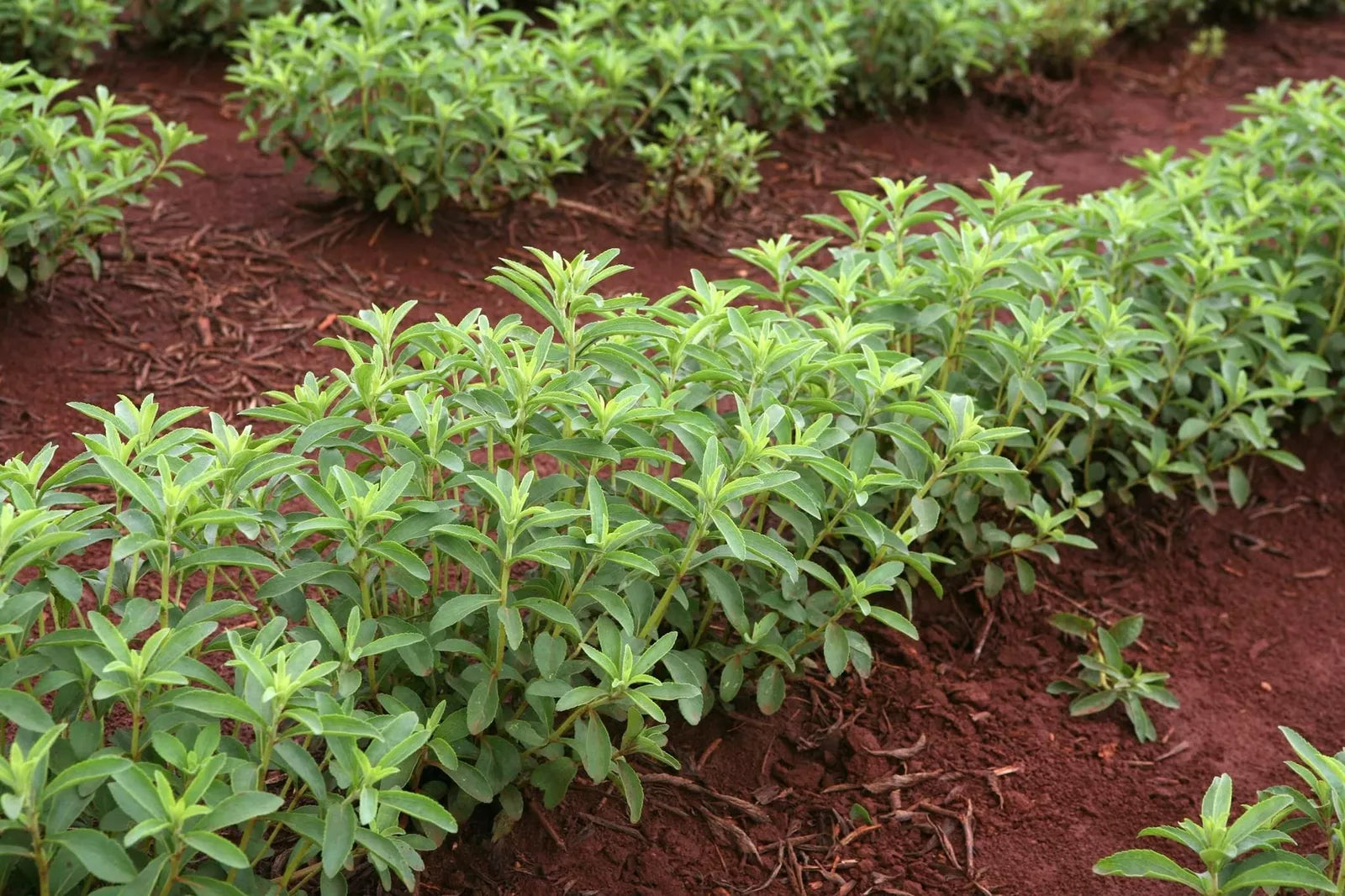Stevia Herb Plant Seeds | 250 Seeds | Natural Sweetleaf Stevia | Stevia rebaudiana