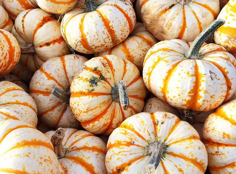 Sweet Dumpling Squash Seeds - 25+ Pack for Garden Planting - Cucurbita pepo - USA Grown, Non-GMO, Free Shipping
