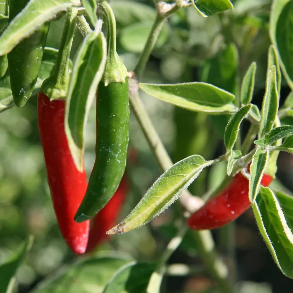 Serrano Pepper Seeds - 100+ Non-GMO Seeds for Gardening | Capsicum annuum