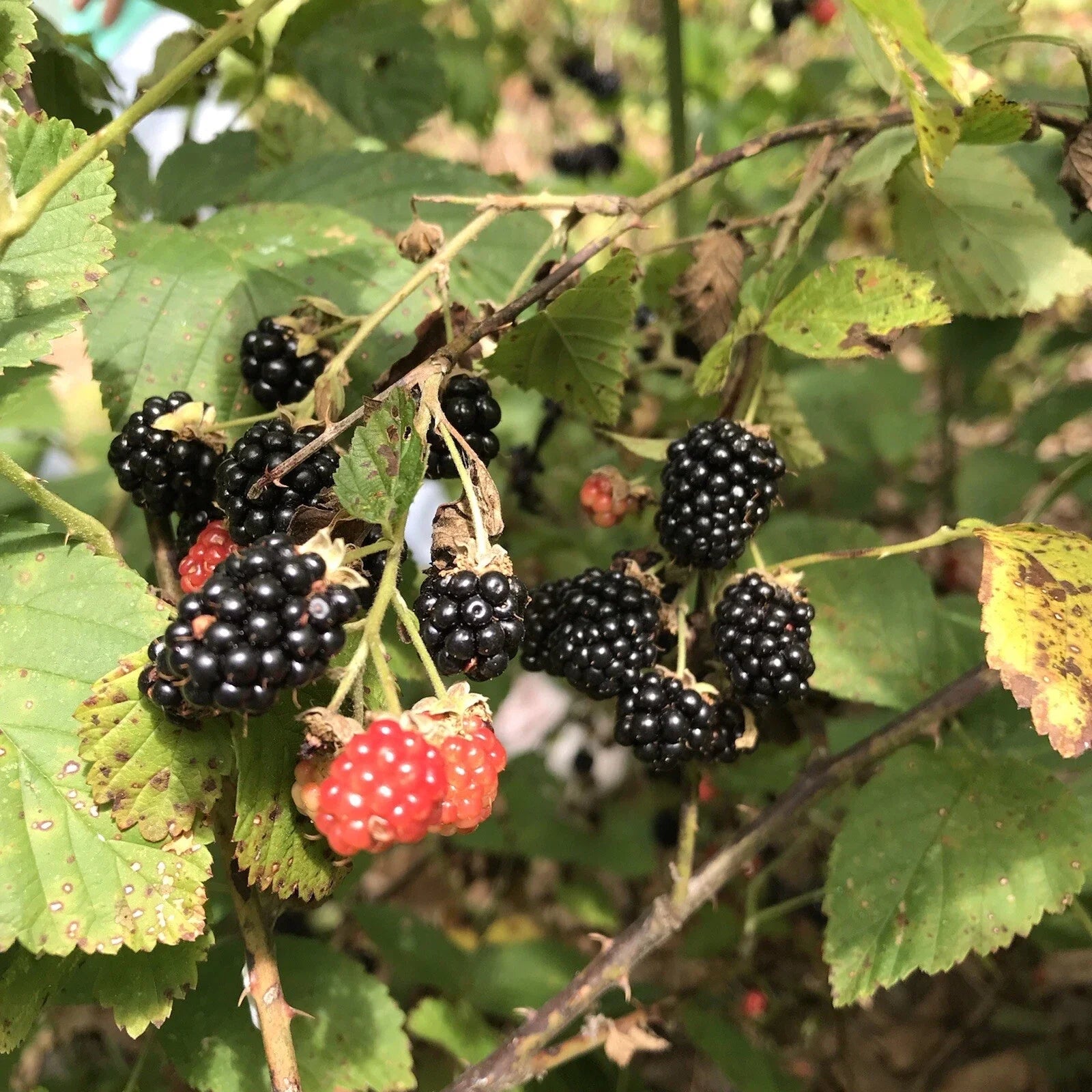 Southern Wild Blackberry Bush Starter Plants - 5 Bare Root Edible Fruit Plants (Rubus fruticosus) for Home Garden