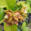 Hoya Plant 3.5" Pot Eriostemma Ariadna Fully Rooted Houseplant