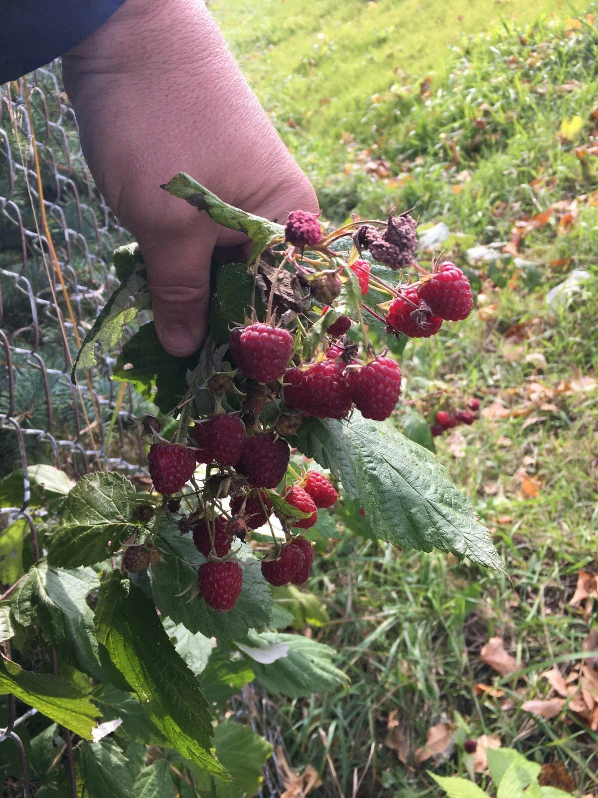Organic Raspberry Mint Plants - Heritage Variety - Bare Root - Ever Berries