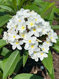 Plumeria Cutting 10+ Inches Ken's White Exotic Unrooted Plumeria rubra