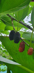 Rooted Mulberry Fruit Tree Cutting - Morus alba - Edible Fruit Plant for Home Garden