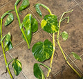 Giant Golden Pothos Cuttings - 5 Authentic 20-Inch Cuttings with Nodes - Epipremnum aureum
