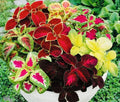 Coleus Seeds - Rainbow Mix - 100+ Seeds - Colorful Foliage Plant - Coleus Blumei