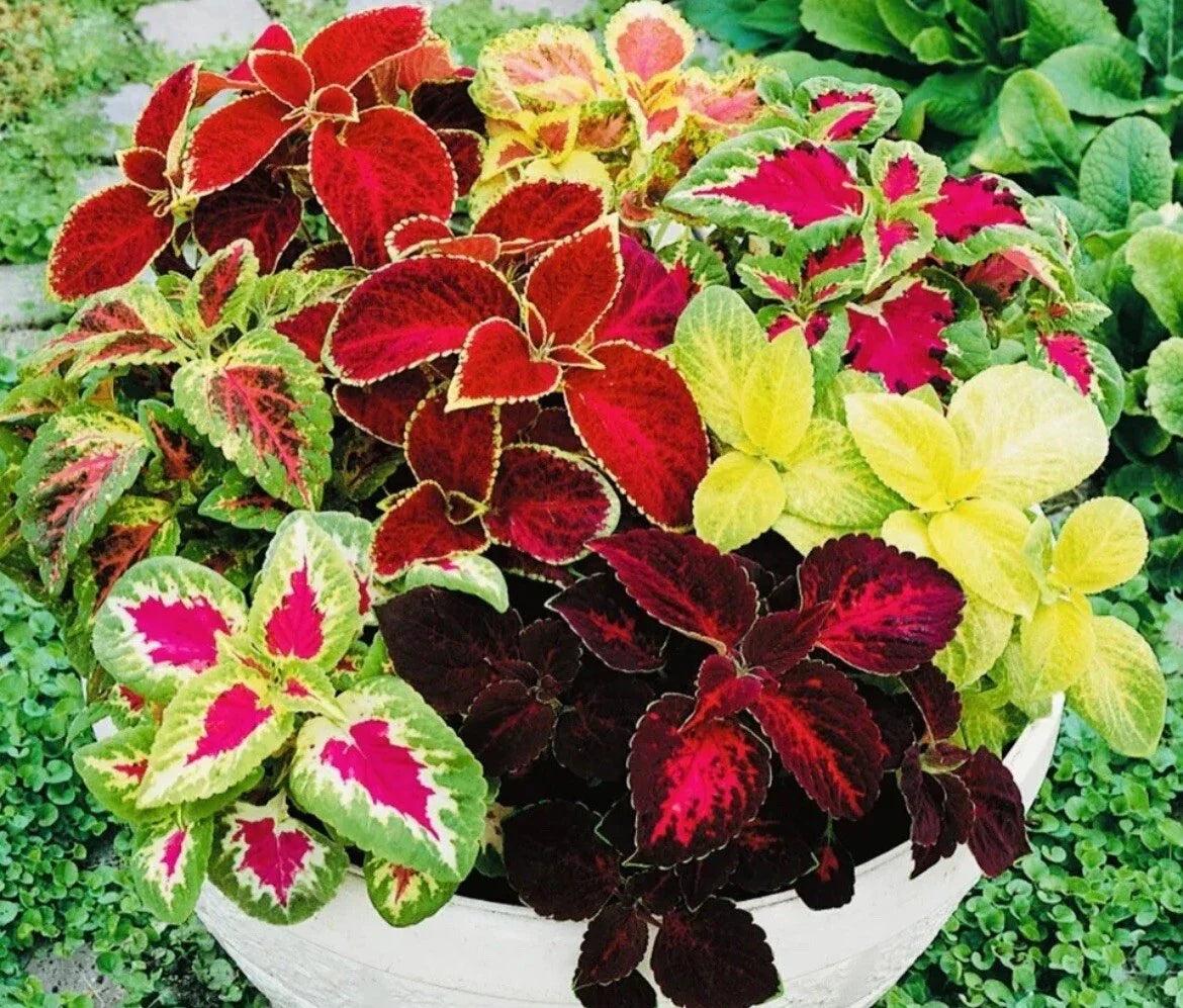 Coleus Seeds - Rainbow Mix - 100+ Seeds - Colorful Foliage Plant - Coleus Blumei