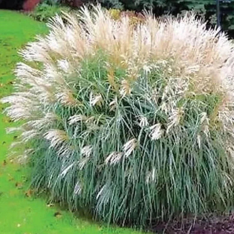 Silver Morning Light Maiden Grass Seeds - Organic Miscanthus - 100 Pack - Free Shipping