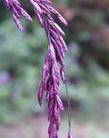 Purpletop Tridens Grass Seeds - 1 lb - Purpletop Variety - Tridens flavus