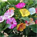 Four O'Clock Seeds - 100+ Broken Colors - Tender Perennial - Mirabilis jalapa
