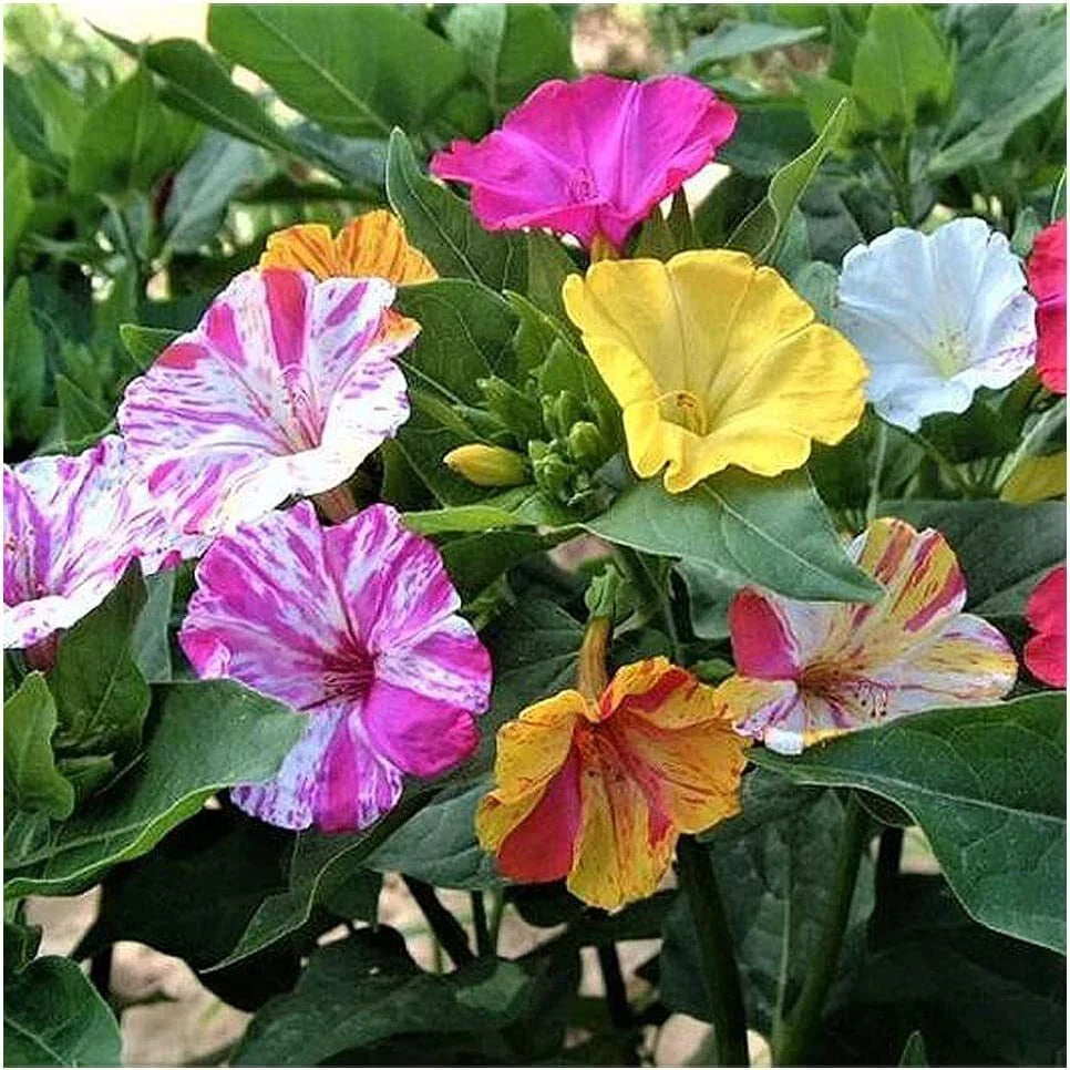 Four O'Clock Seeds - 100+ Broken Colors - Tender Perennial - Mirabilis jalapa