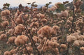 Brown Cotton Seeds - 25 Pack - Gossypium - USA Seller - Best Price