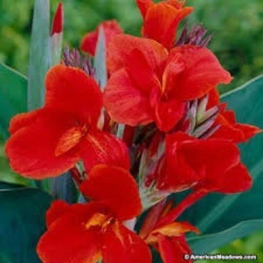 Red Canna Lily Seeds, 5 Seeds, Organic, Canna x Generalis, Ideal for Garden Bed or Pot