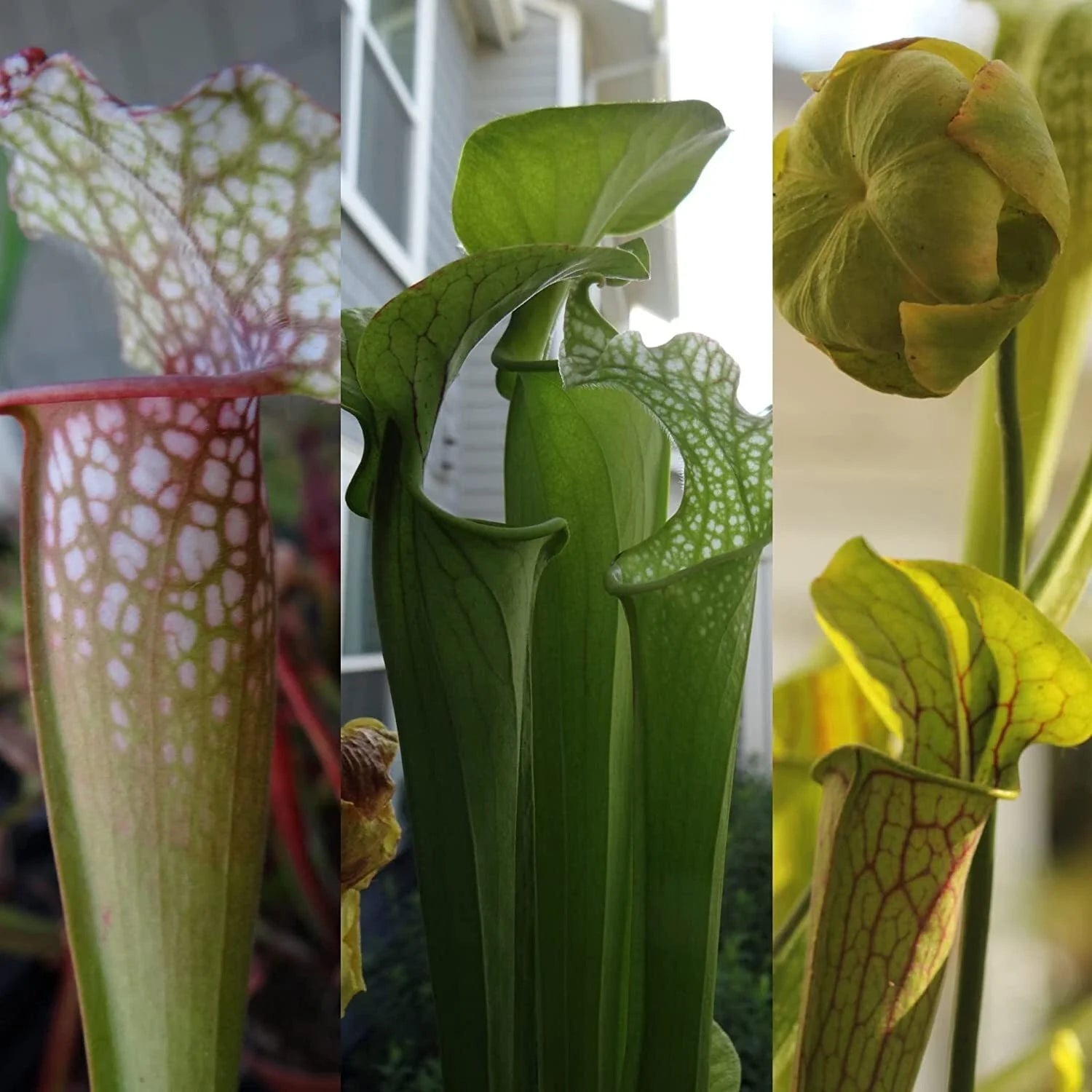 LIVE Carnivorous Pitcher Plant - Sarracenia (Bare Root) - Beginner Friendly, Nature’s Pest Control, Perfect for Indoor Gardens
