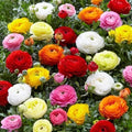 Ranunculus Seeds 100 Persian Buttercup, USA Grown, Spring Planting, Flower Seeds, Ranunculus asiaticus