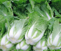 200+ Chinese Cabbage Seeds - Michihili Heading Cabbage (Brassica rapa) - Bok Choy Variety for USA Gardeners