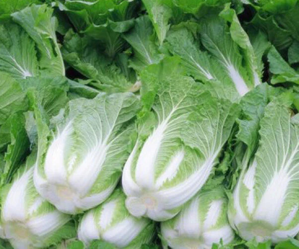 200+ Chinese Cabbage Seeds - Michihili Heading Cabbage (Brassica rapa) - Bok Choy Variety for USA Gardeners