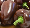Sweet Chocolate Bell Pepper Seeds 50+ Non-GMO Seeds - Heirloom Variety for Home Gardening (Capsicum annuum)