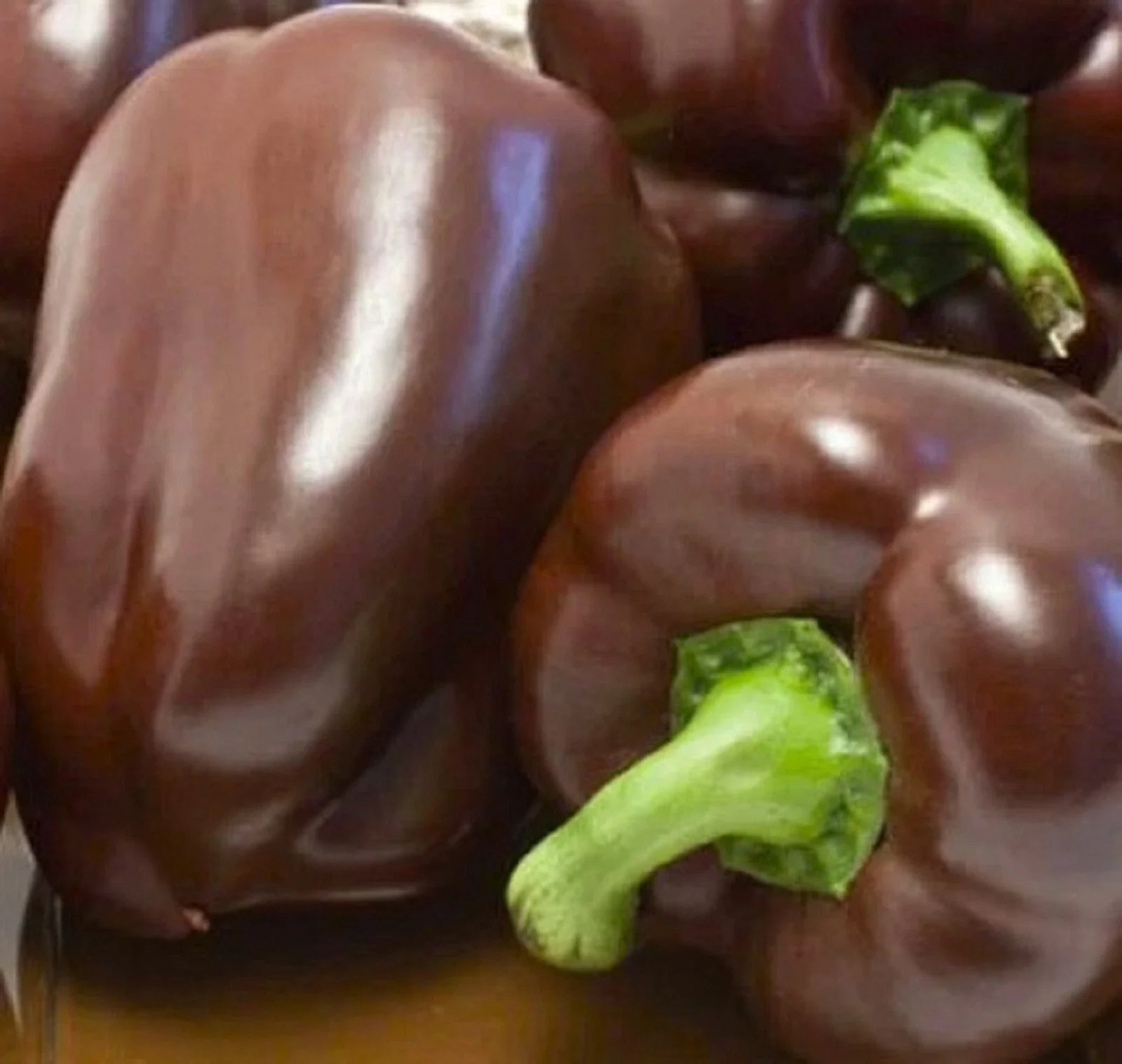 Sweet Chocolate Bell Pepper Seeds 50+ Non-GMO Seeds - Heirloom Variety for Home Gardening (Capsicum annuum)