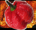 RED BORG Extreme Hot Pepper Seeds - 10 Seeds, Super Rare Naglah x Bubblegum 7 Pot Cross
