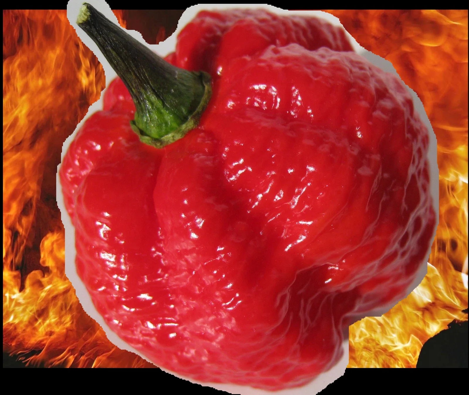 RED BORG Extreme Hot Pepper Seeds - 10 Seeds, Super Rare Naglah x Bubblegum 7 Pot Cross