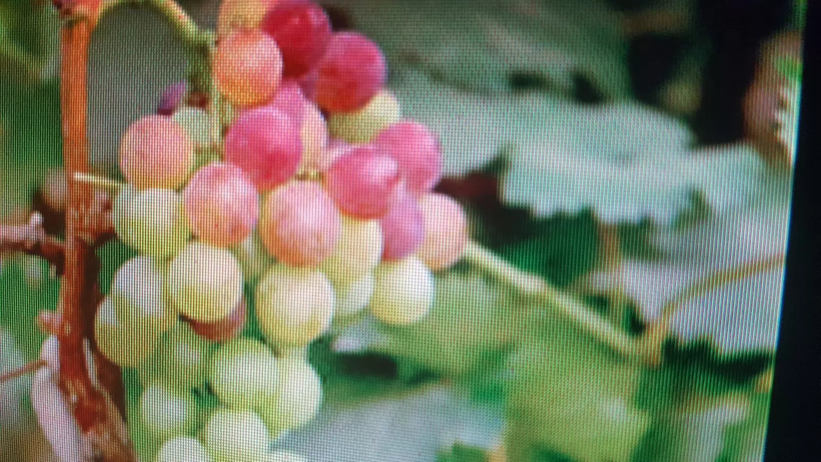Large California Grape Seeds - 25+ Seeds for Growing Vitis vinifera