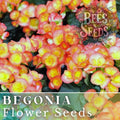 Sunrise Trifecta Begonia Seeds, Flower Seeds, Non-GMO, 45 or 125 Seeds, Ideal for Gardens and Containers, Begonia spp.