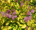 Spiraea Japonica Mix Seeds - Colorful Flowering Shrubs for Garden Planting - Hardy Perennials