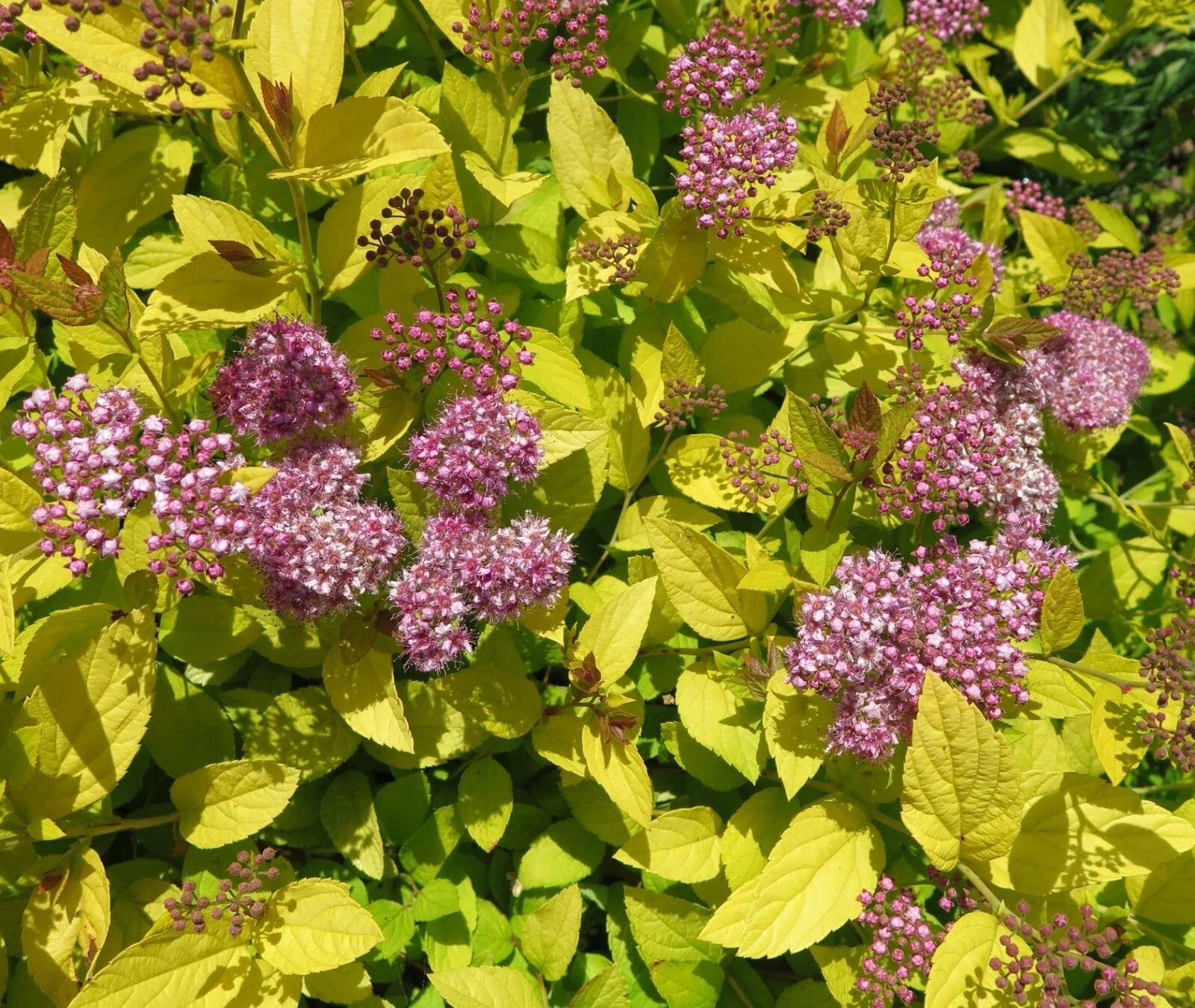 Spiraea Japonica Mix Seeds - Colorful Flowering Shrubs for Garden Planting - Hardy Perennials