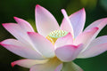 Lotus Seeds for Planting - 30 Pack - Aquatic Plant - Ideal for Bonsai or Water Features - Nelumbo nucifera