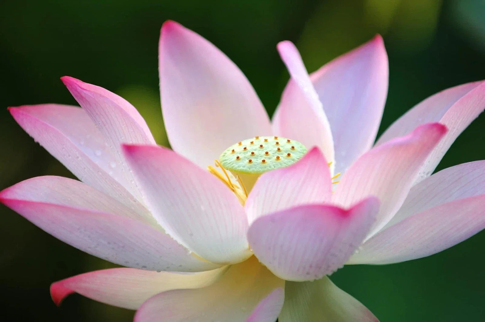 Lotus Seeds for Planting - 30 Pack - Aquatic Plant - Ideal for Bonsai or Water Features - Nelumbo nucifera