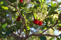 Strawberry Tree Seeds - 20+ Evergreen Seeds - Arbutus unedo - Free Shipping US
