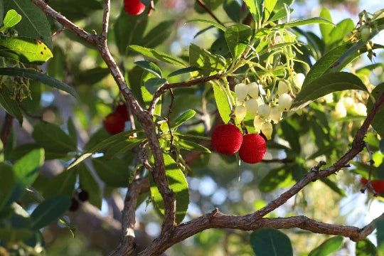 Strawberry Tree Seeds - 20+ Evergreen Seeds - Arbutus unedo - Free Shipping US